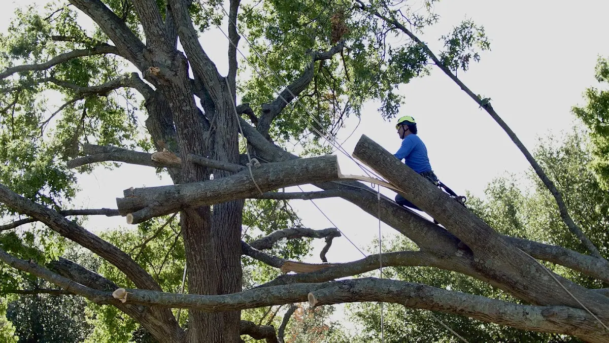 Professional Hazardous Tree Removal performed by certified arborists in Lake Ann
