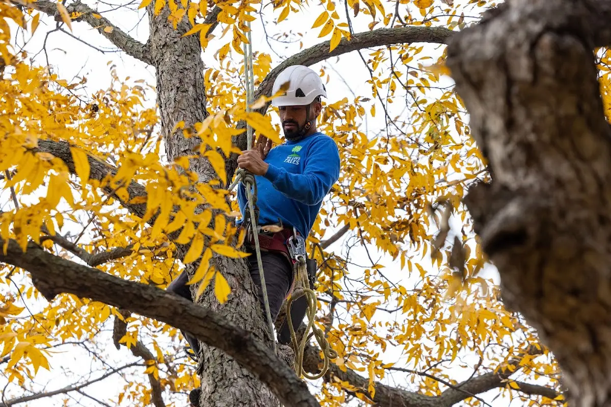 Skilled Storm Damage Cleanup crew working in Lake Ann