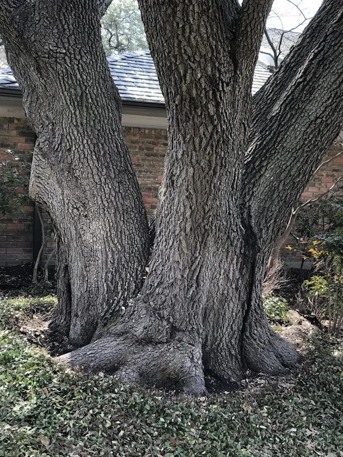 Mature heritage tree close to a Lake Ann property cared for by certified arborists